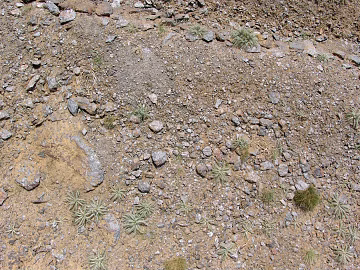 Gravel texture (ID:ffagg68342)