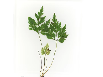 Plants texture (ID:ffagg39863)