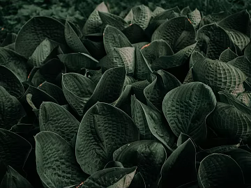 Plants texture (ID:ffaeg91197)