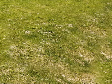 Turf texture (ID:ffach278134)