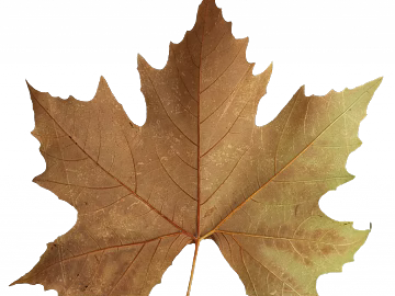 leaves texture (ID:ffaeg15813)