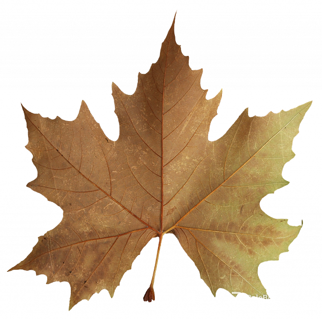 leaves texture