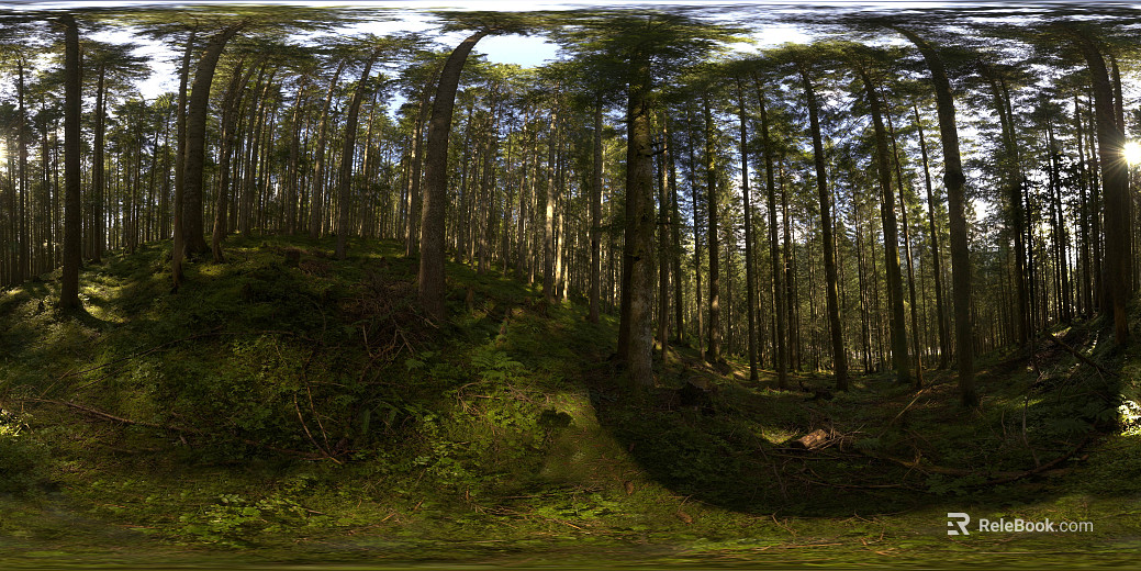 Outdoor Forest Daytime HDR texture