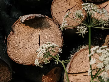 Trunk section texture (ID:ffagg39958)