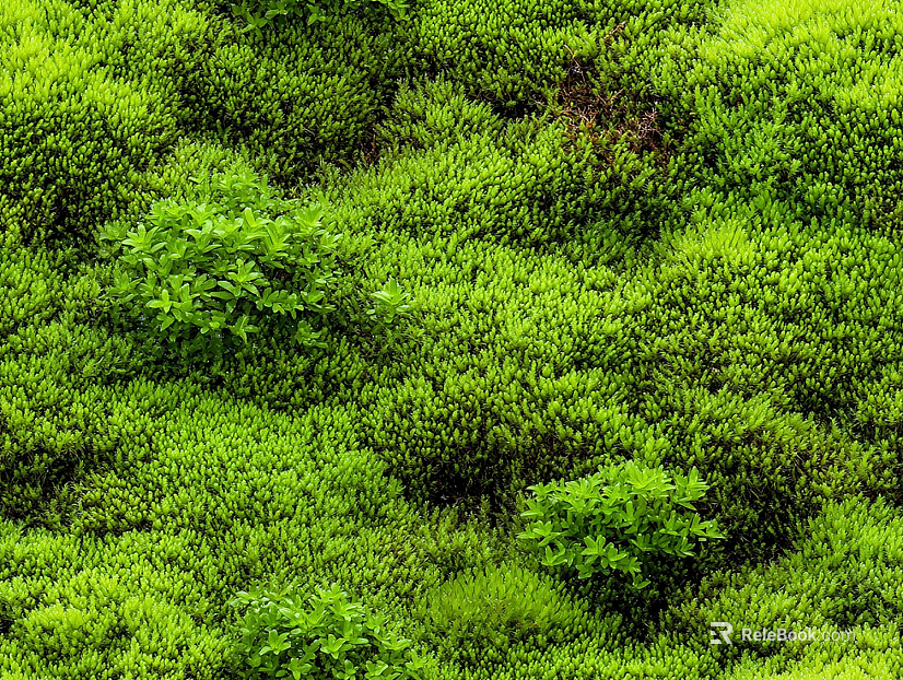 Garden Courtyard Moss Lawn Turf Grass Natural Ground texture