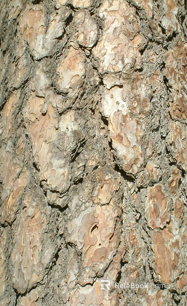 bark texture