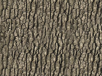 bark texture (ID:ffajg09192)