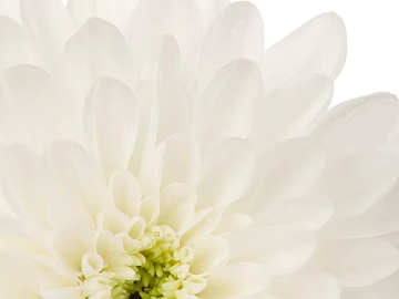 Flowers texture (ID:ffaag29652)