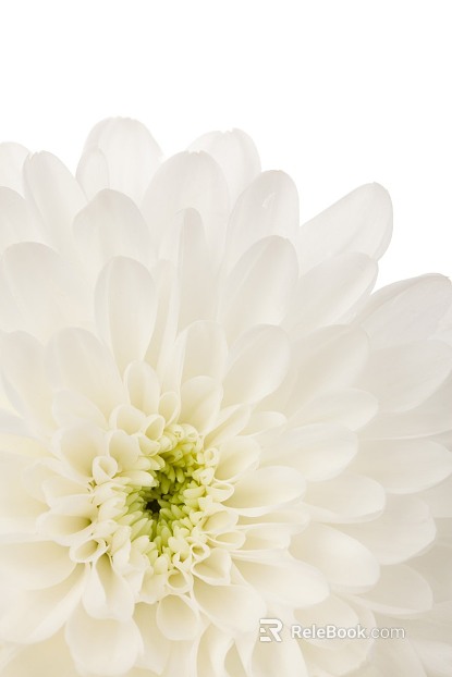 Flowers texture