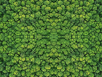 Forest top view texture (ID:ffach095656)