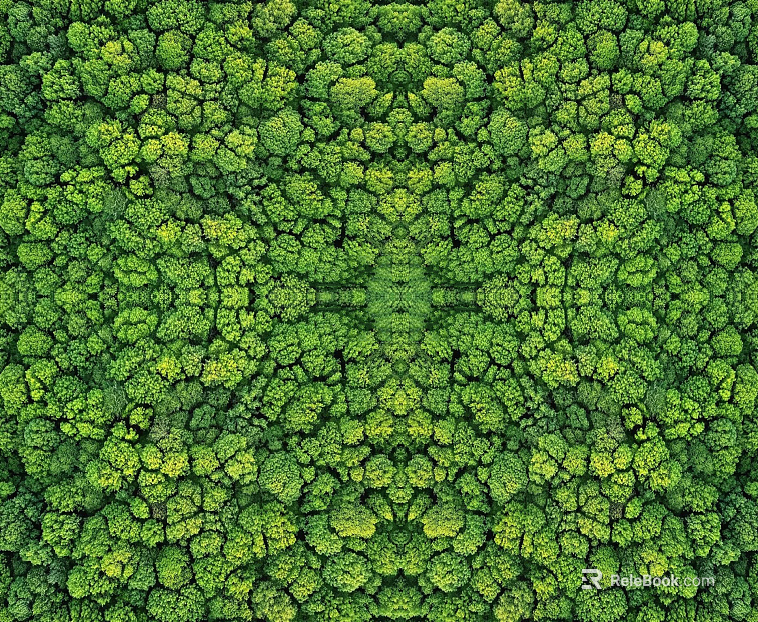 Forest top view texture