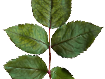 leaves texture (ID:ffaaf5691)