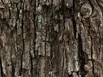 Wooden bark wood veneer wood wood bark trees texture (ID:ffach040268)