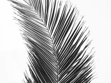 black and white painting texture (ID:ffacg29356)