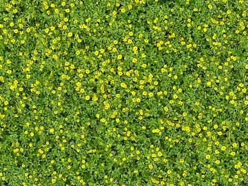 Turf ground texture (ID:ffabf3830)