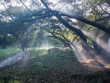 Wild Scenery texture (ID:ffajf8959)