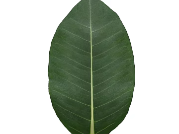 leaves texture (ID:ffaaf5911)