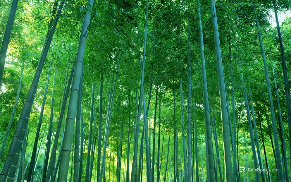 Bamboo Forest texture