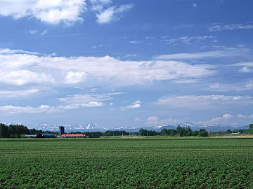Pastoral scenery texture (ID:ffaeg06934)