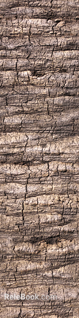 ancient tree bark texture