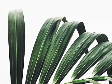 Plants texture (ID:ffabf8884)