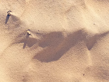 Beach texture (ID:ffagg02300)