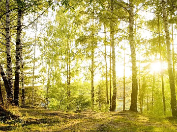 Forest texture (ID:ffajg47131)