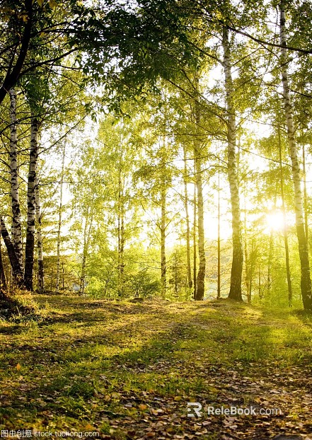 Forest texture