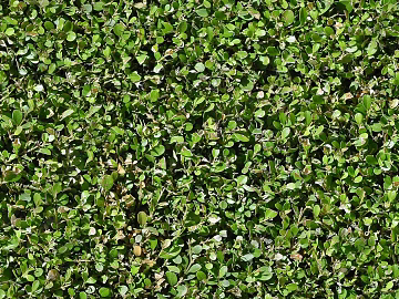 Plants texture (ID:ffacg02028)