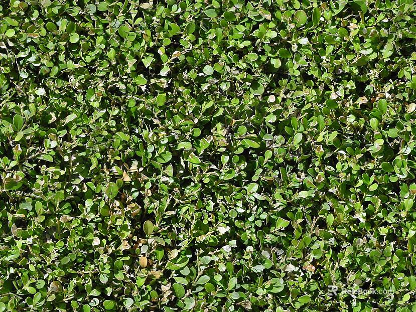 Plants texture