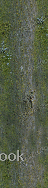 A close-up of weathered, rough bark on a tree trunk, with moss and lichen growth, showcasing nature's intricate textures and patterns.