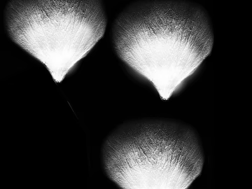 Black and White Scalloped Texture Bump Map texture (ID:ffaeh139364)