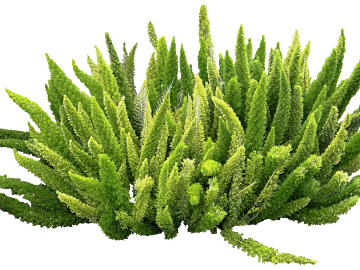 Plants texture (ID:ffaag65611)