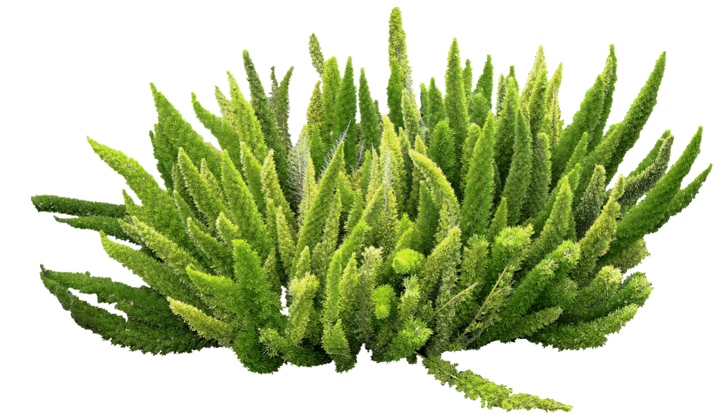 Plants texture