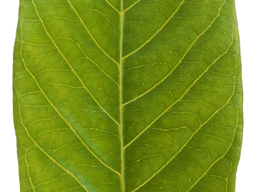 leaves texture (ID:ffagg33122)