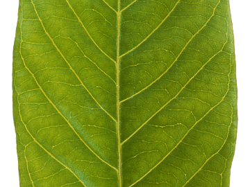 leaves texture (ID:ffagg33122)