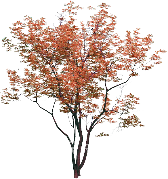 Tree texture