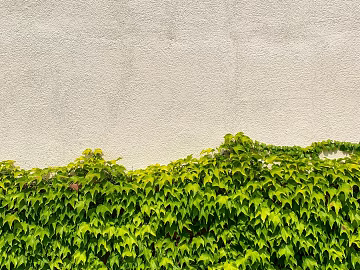 Plant wall texture (ID:ffagg40045)