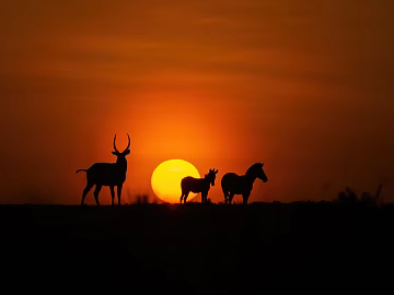 Sunset Prairie Animal Silhouette Sunset Dusk texture (ID:ffach545838)