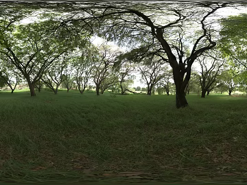 Outdoor Woods Daytime HDR texture (ID:ffabg14391)