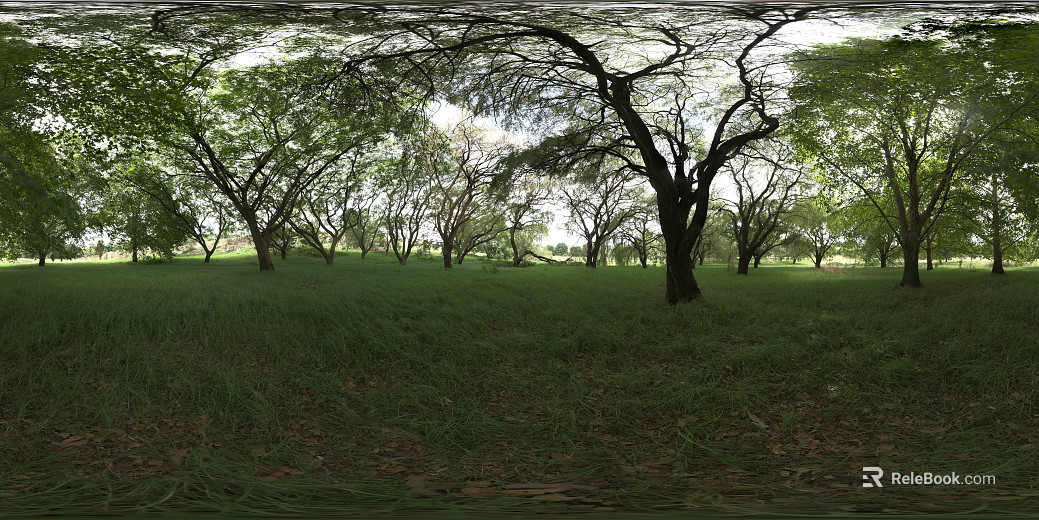 Outdoor Woods Daytime HDR texture
