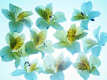 Plant Wallpaper texture (ID:ffajf5585)