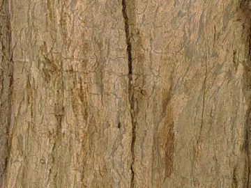 bark texture (ID:ffaag42464)