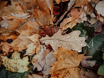 fallen leaves texture (ID:ffaeg64147)