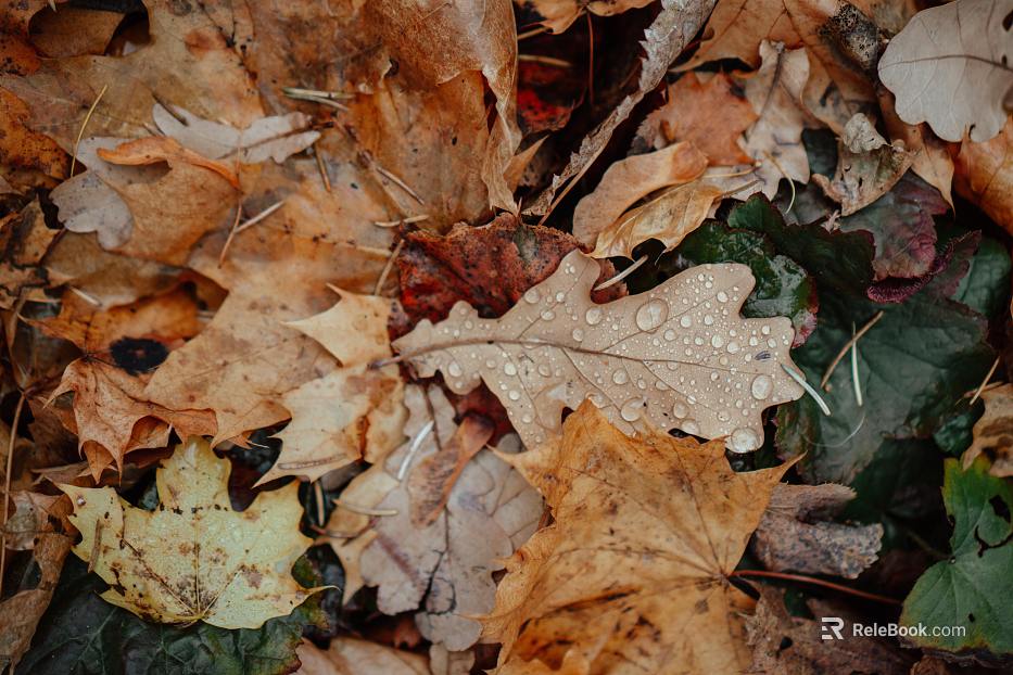 fallen leaves texture