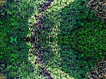 Plants texture (ID:ffacg05413)