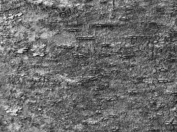 bark texture (ID:ffaag92672)