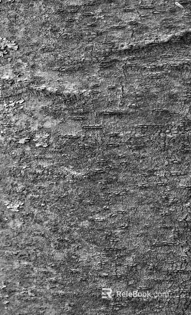 bark texture