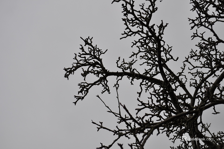 Plants texture
