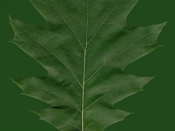 leaves texture (ID:ffagf8841)